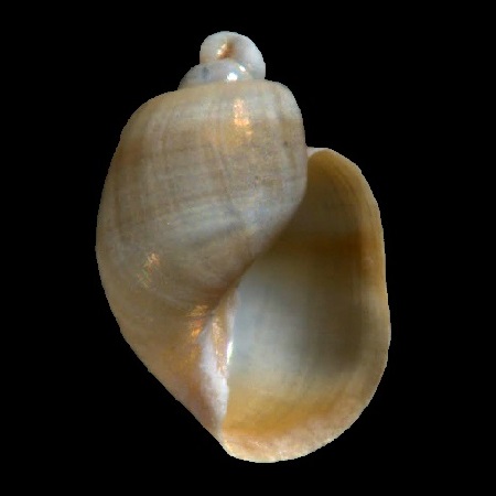 DIAPHANIDAE