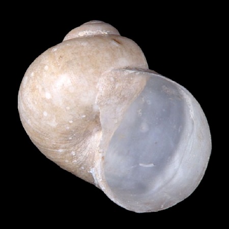 ZEROTULIDAE