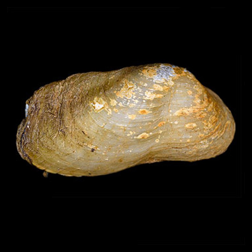 CORBULIDAE