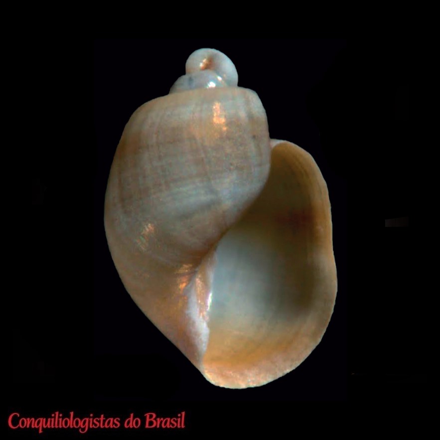 Diaphana caribaea Espinosa, Ortea & Fernández-Garcés, 2001
