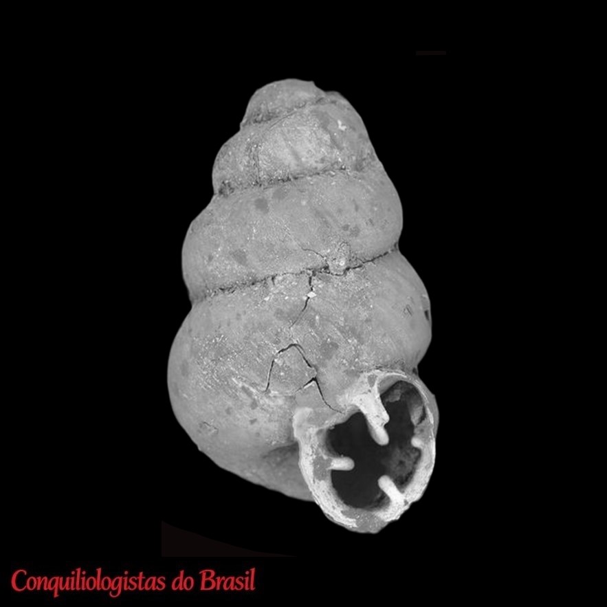 Gastrocopta geminidens (Pilsbry, 1917)