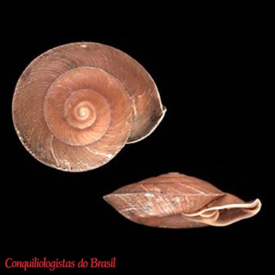 Labyrinthus subplanatus (Petit de la Saussaye, 1843)