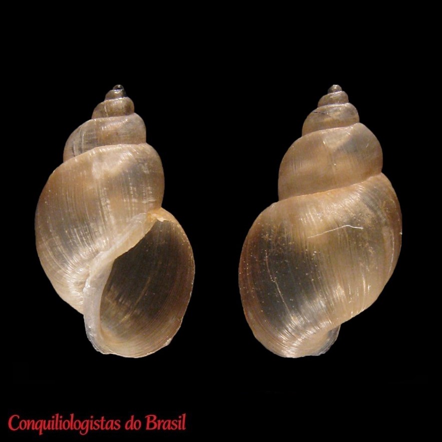 Galba neotropica (Bargues, Artigas, Mera y Sierra, Pointier & Mas-Coma, 2007)