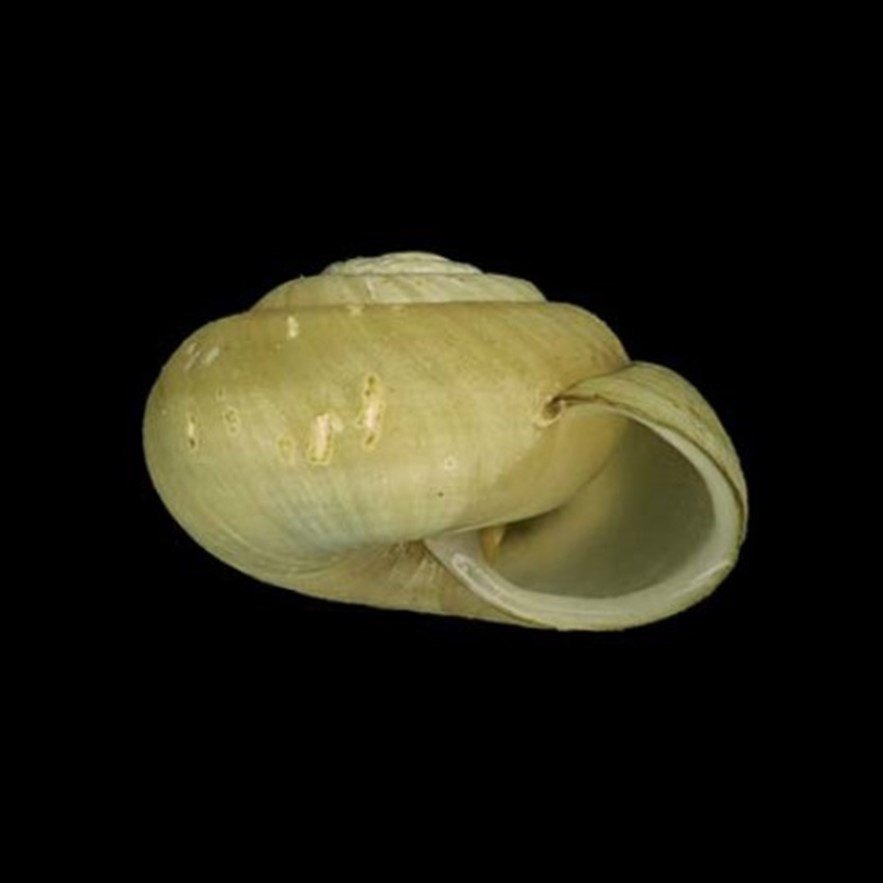 MALPELO
