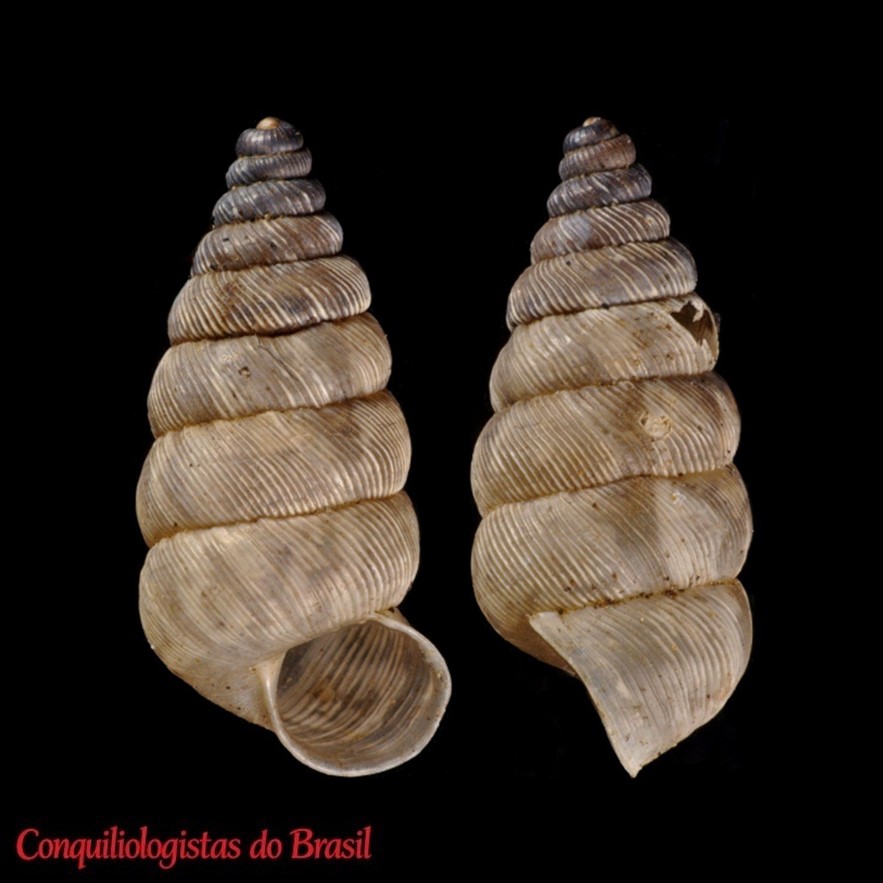 Microceramus bonairensis (E. A. Smith, 1898)