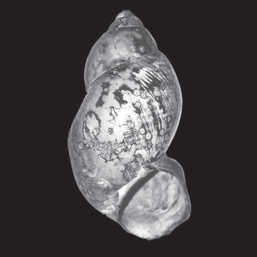 Pebasiconcha immanis Wesselingh & E. Gittenberger, 1999 †