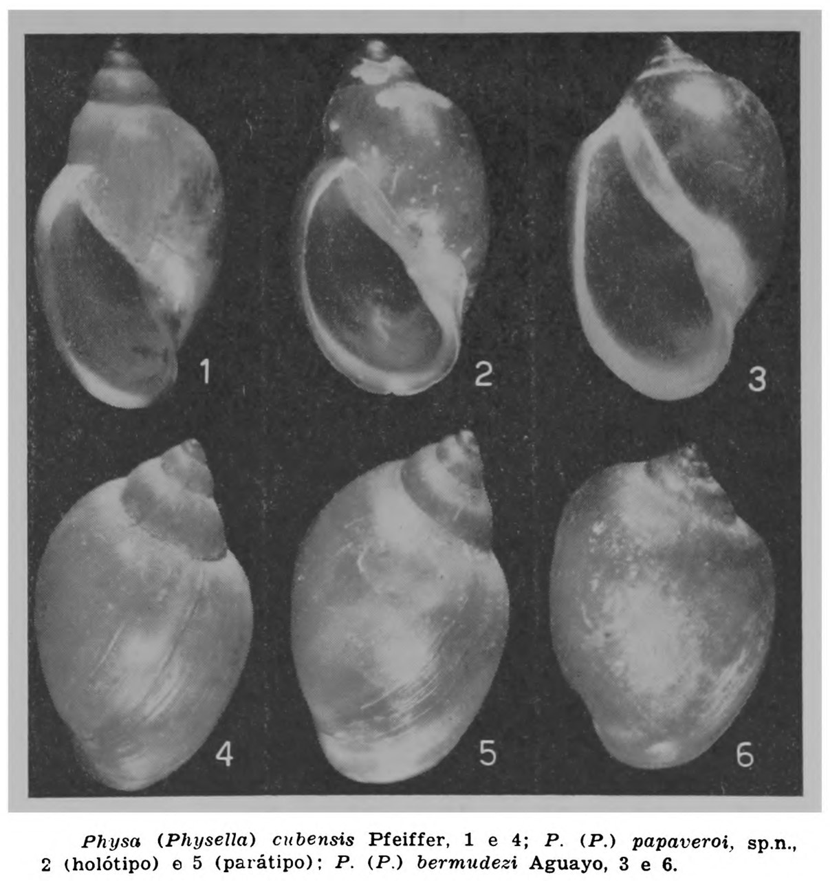 Physa papaveroi Leme, 1966 Physa papaveroi Leme, 1966