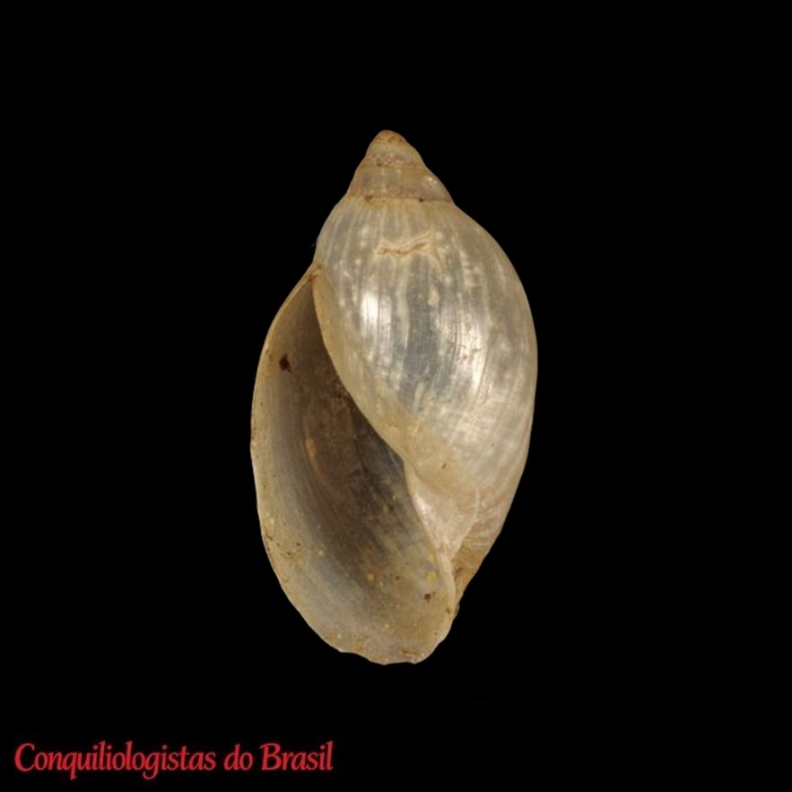 Stenophysa marmorata (Guilding, 1828)