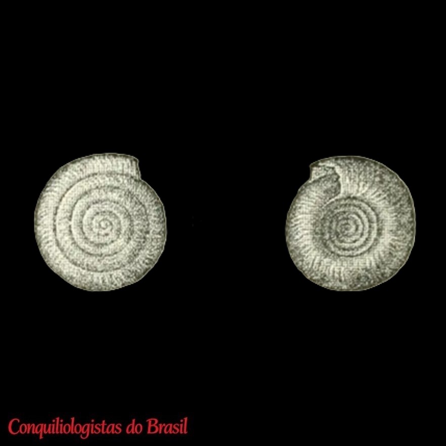 Stephanoda bogotensis Preston, 1907