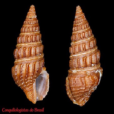 Strictispira drangai (Schwengel, 1951)
