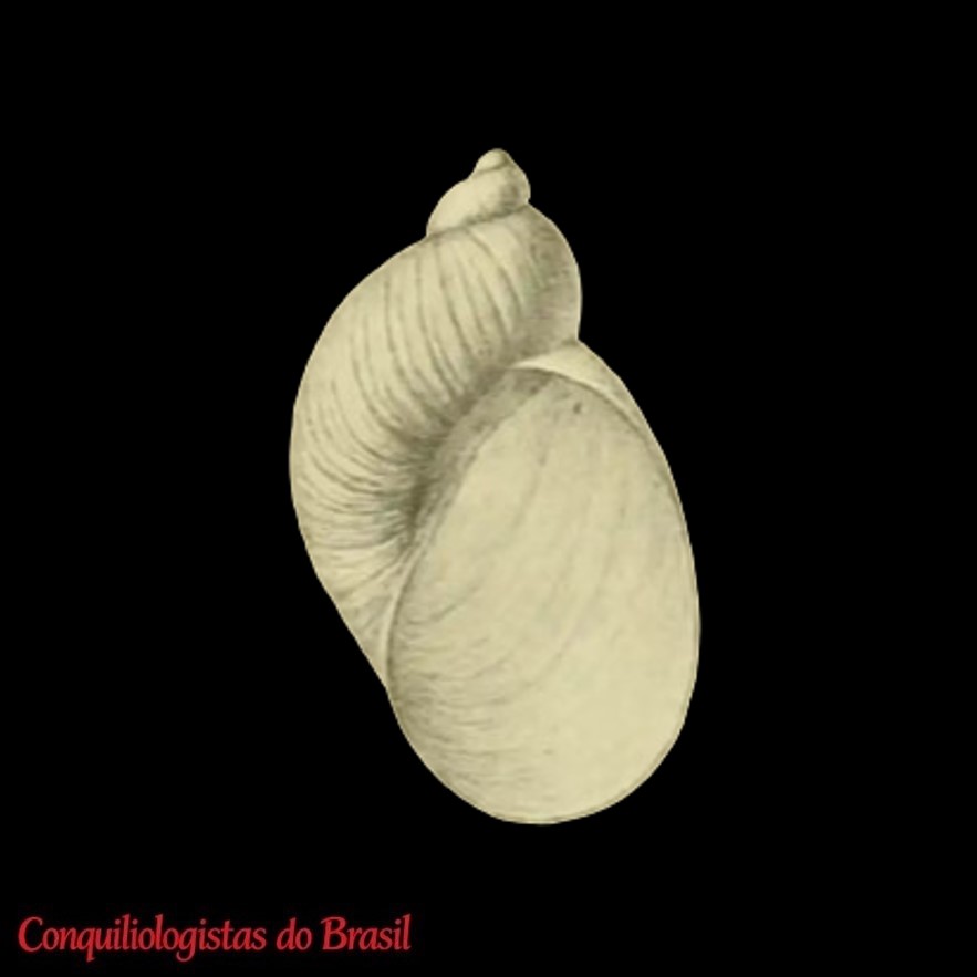 Succinea texta Odhner, 1922