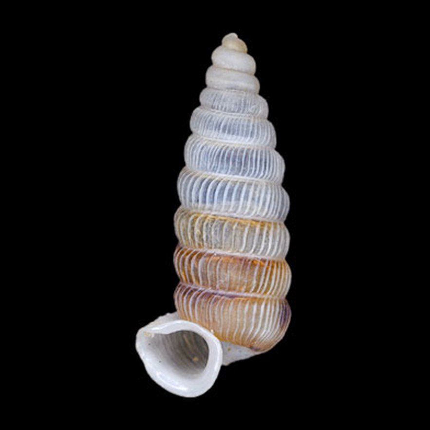UROCOPTIDAE - BRASIL