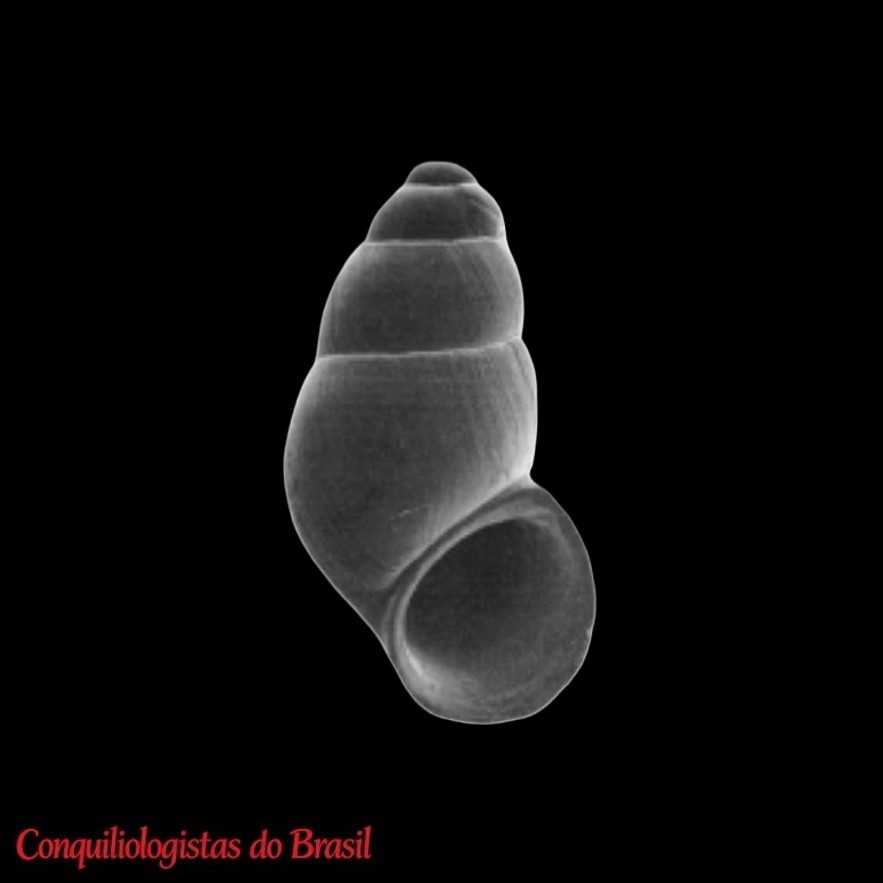 Andesipyrgus sketi Hershler & Velkovrh, 1993