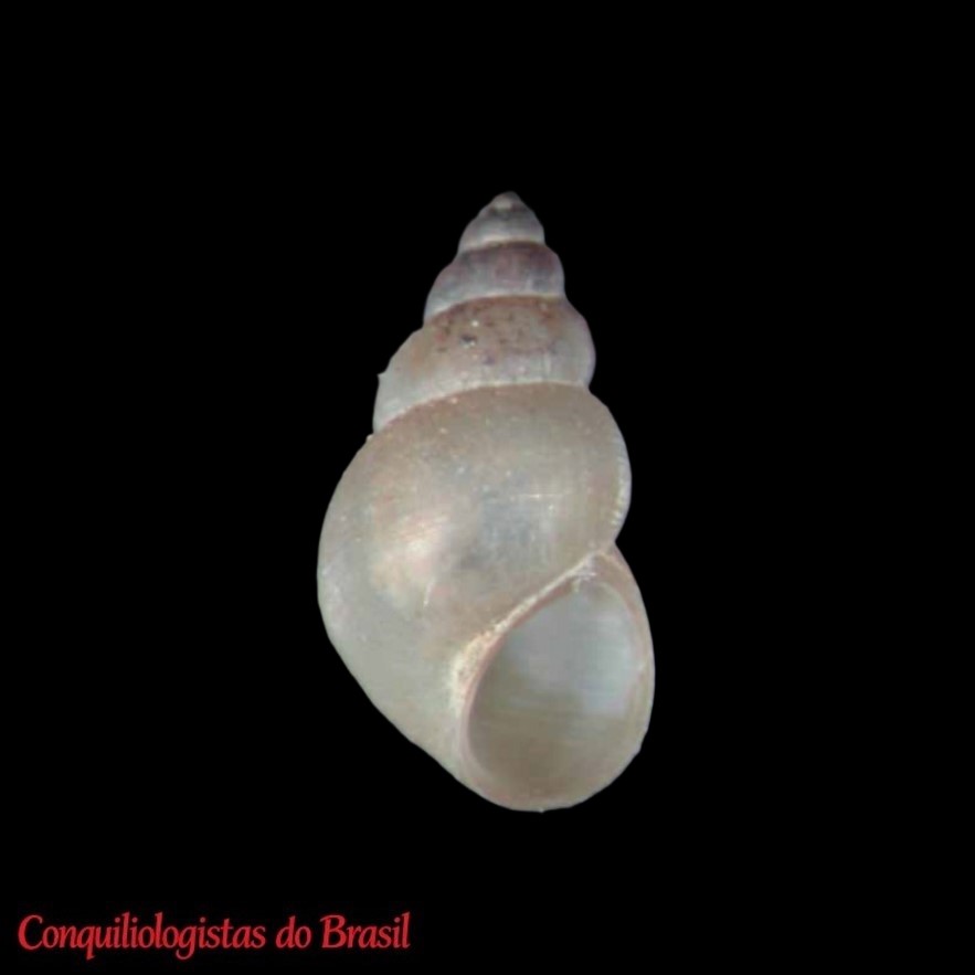 Aroapyrgus colombiensis Malek & M. D. Little, 1971