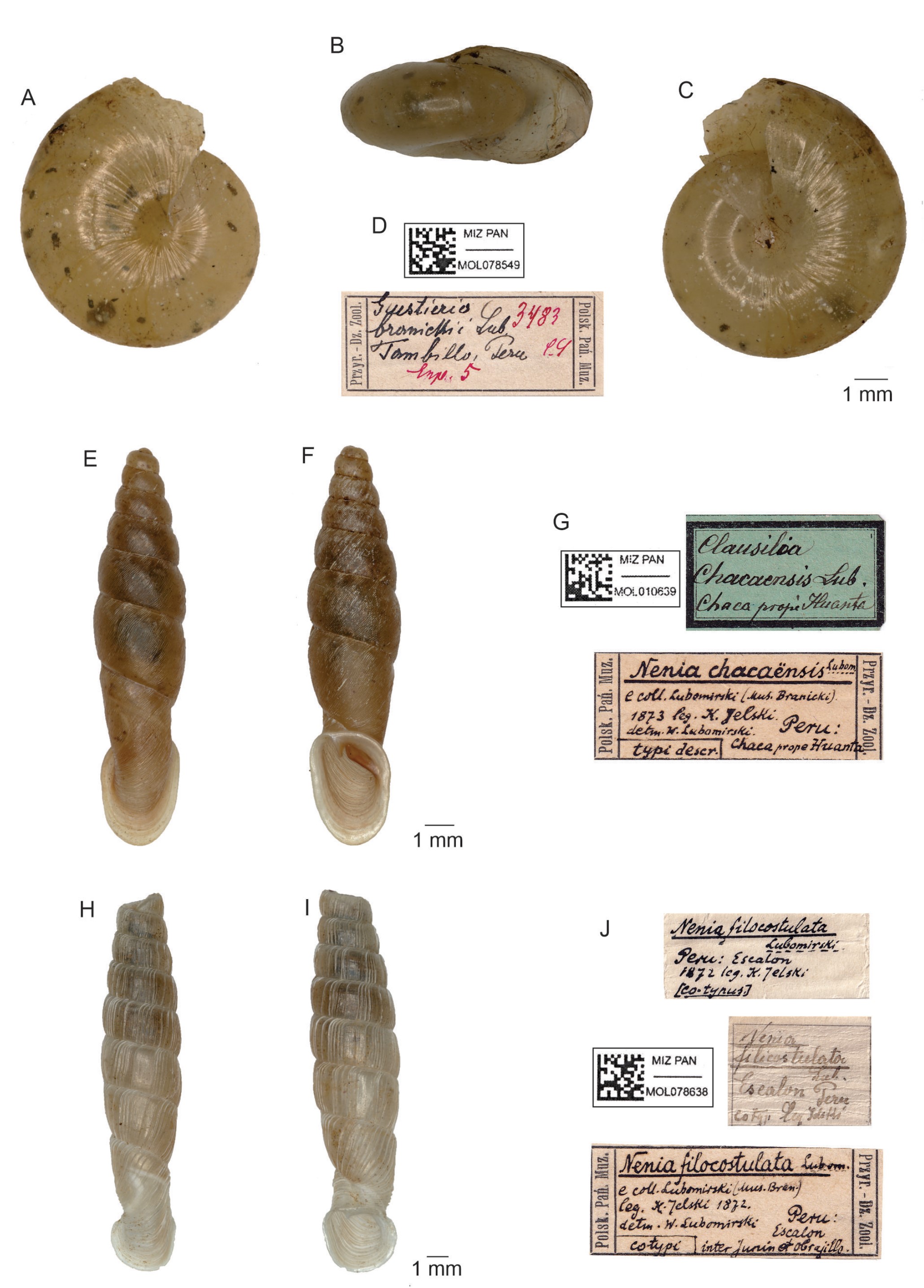 Guestieria branickii Lubomirski, 1879 Guestieria branickii Lubomirski, 1879
