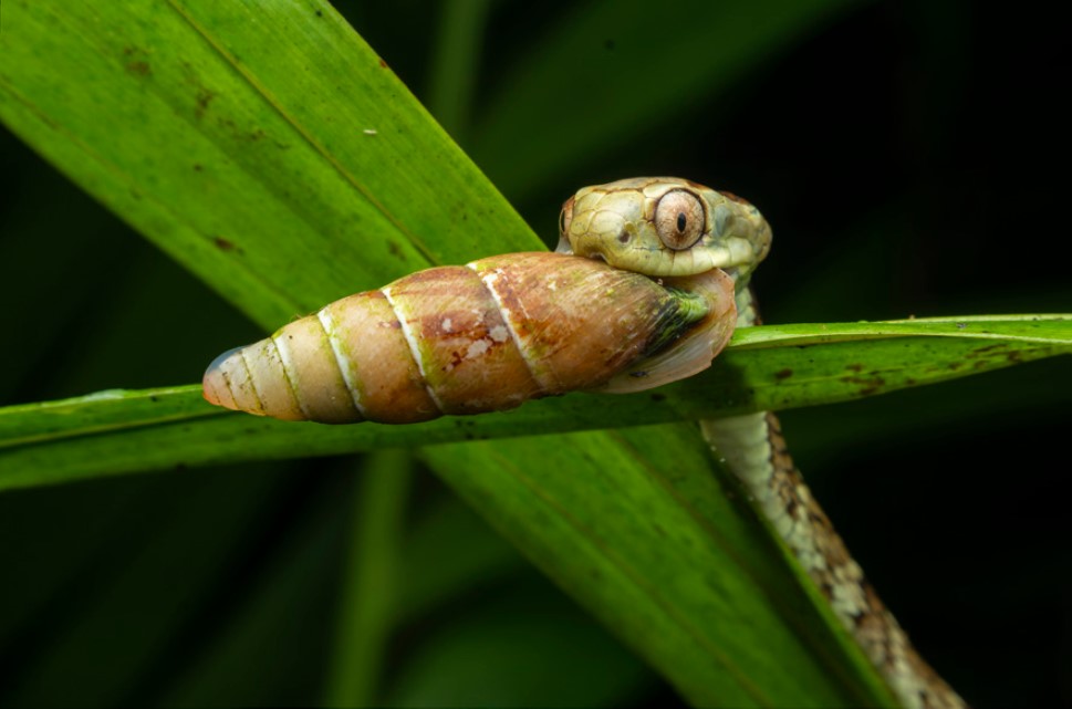 Caracol Bahiensis punctatissimus é flagrado como presa de cobra dormideira em Ubatuba