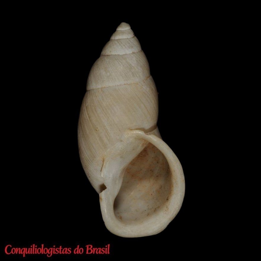 Naesiotus dentifer lamellifer (Pilsbry, 1897)