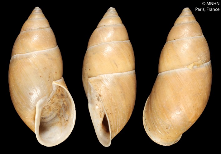 Museu Nacional de História Natural, Paris: LECTOTYPE de Bulimulus dismenicus Mabille, 1895, MNHN-IM-2000-28046, México Museu Nacional de História Natural, Paris: LECTOTYPE de Bulimulus dismenicus Mabille, 1895, MNHN-IM-2000-28046, México, "Sierra de la Puna, vers 1800 m d'altitude (Diguet)", 31.5mm