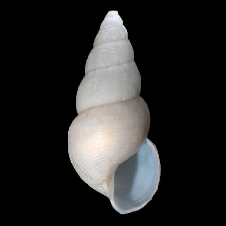 RUBYSPIRIDAE