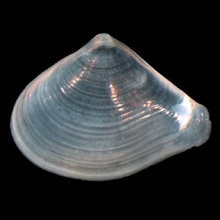 SPHENIOPSIDAE
