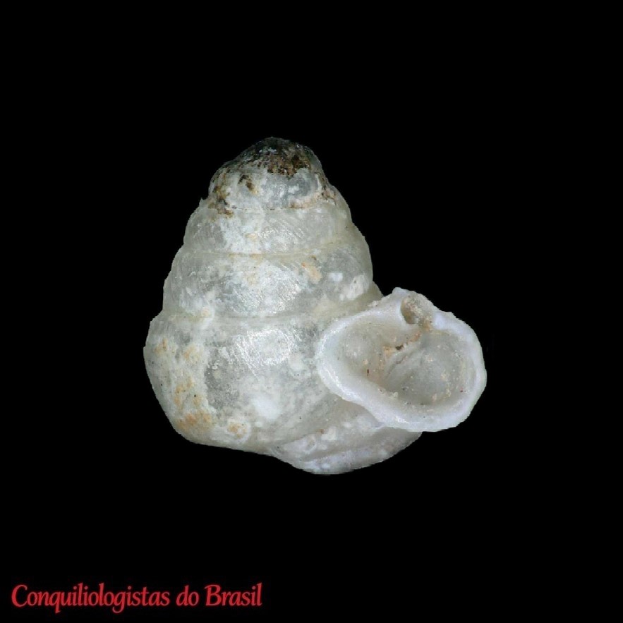Campolaemus perexilis (E. A. Smith, 1892)