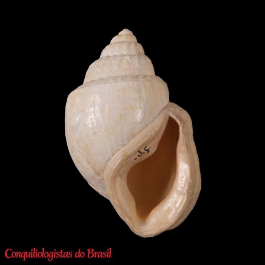 Chilonopsis aurisvulpina (Holten, 1802)