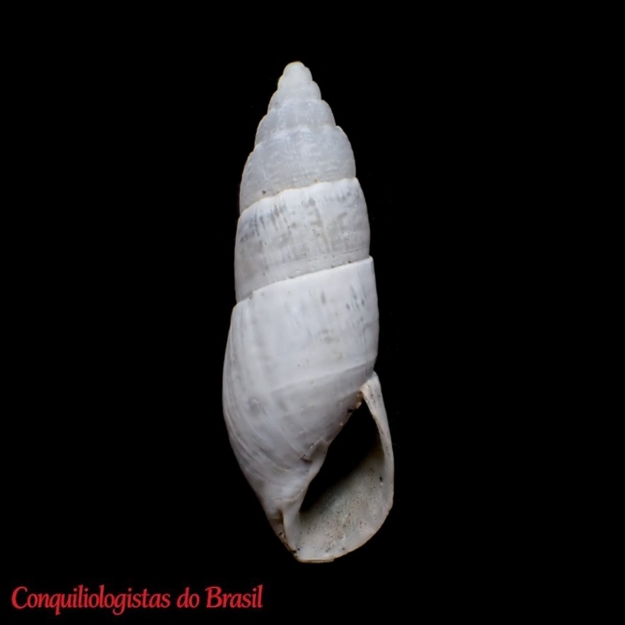 Chilonopsis subplicata (G. B. Sowerby I, 1844)