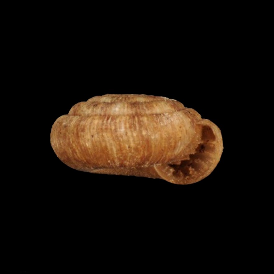 ENDODONTIDAE - AMÉRICA DO SUL