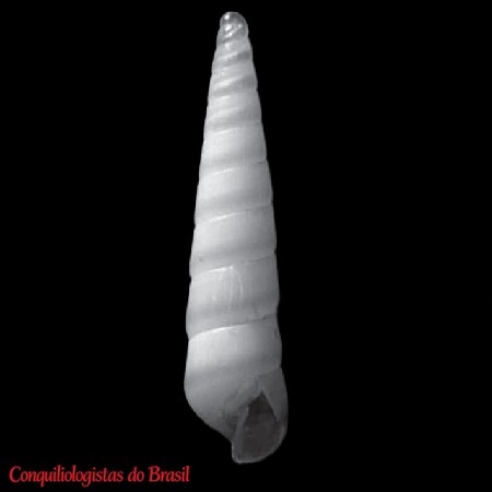 Eulimella smithii (A. E. Verrill, 1880)