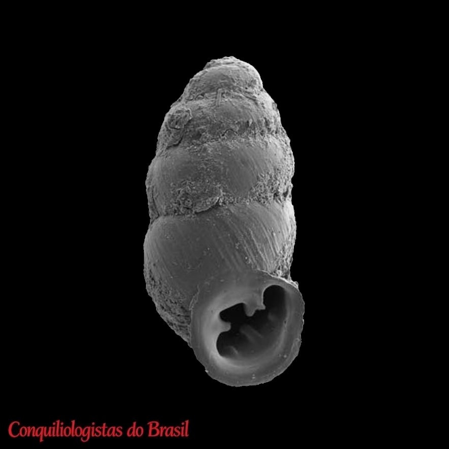 Gastrocopta reibischi (Dall & Ochsner, 1928)