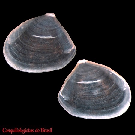 Grippina coronata Machado & F. D. Passos, 2015