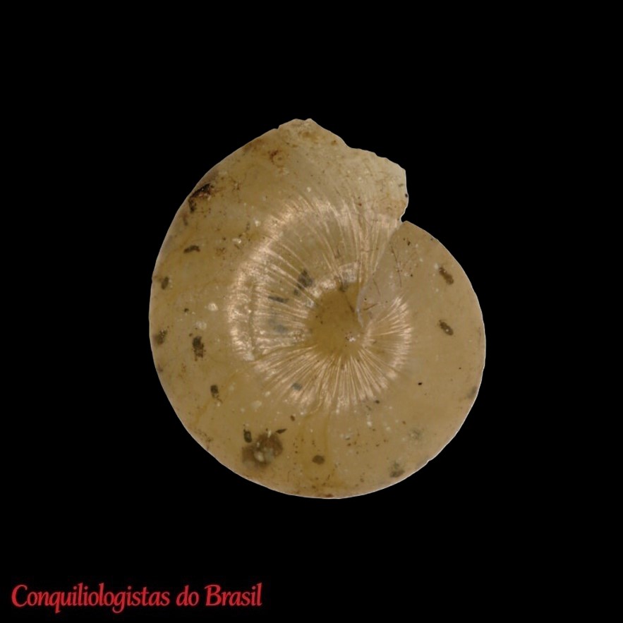 Guestieria branickii Lubomirski, 1879