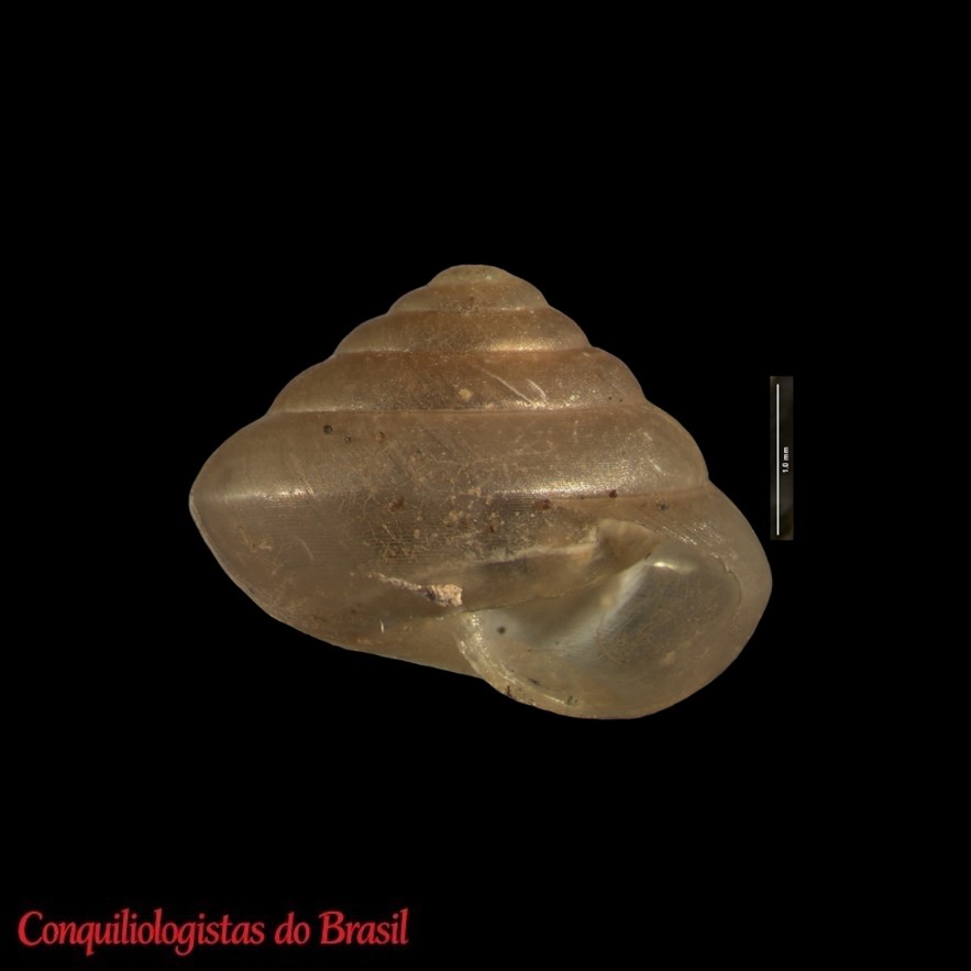 Guppya anguina Ancey, 1892