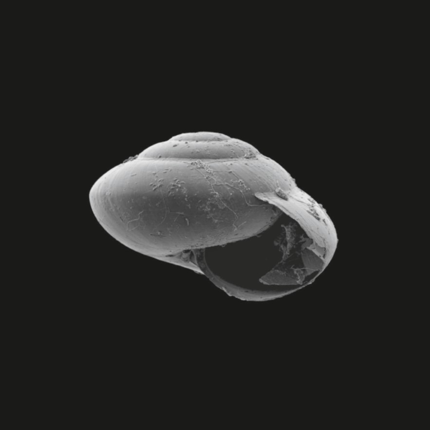 Guppya baueri (Dall, 1892)
