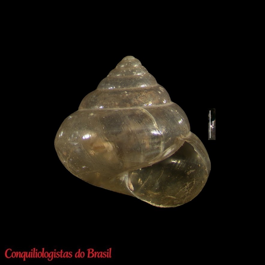 Guppya coroicana (Ancey, 1899)