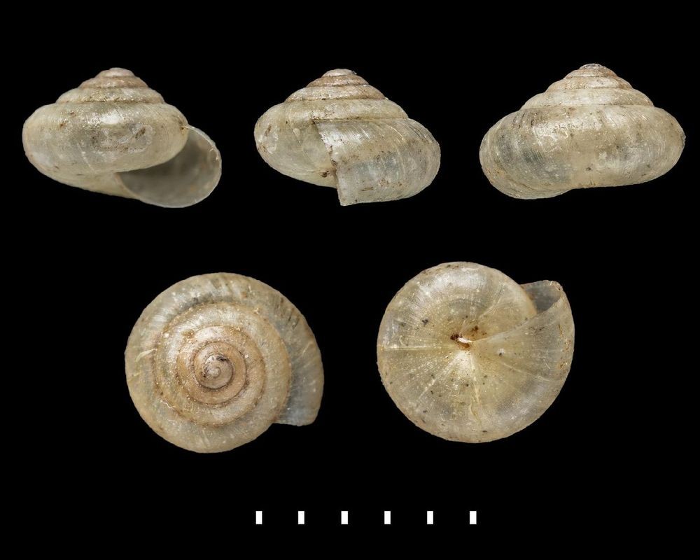 Habroconus pacificus (L. Pfeiffer, 1846) Habroconus pacificus (L. Pfeiffer, 1846)