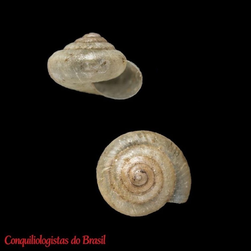 Habroconus pacificus (L. Pfeiffer, 1846)