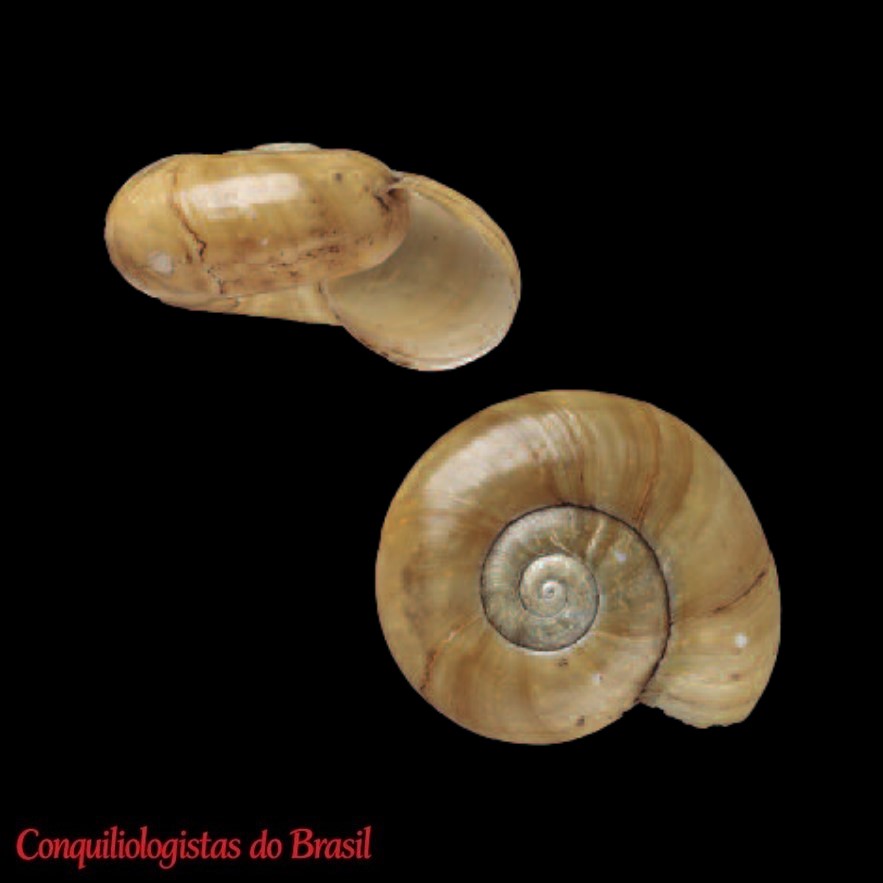 Happia flora (Reeve, 1852)