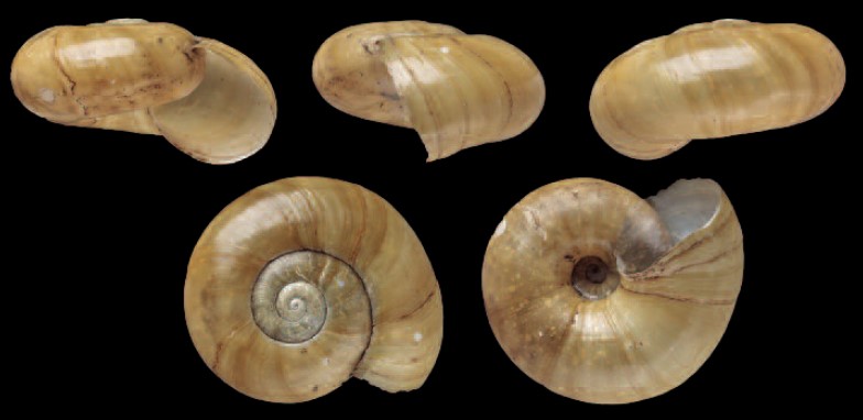 Happia flora (Reeve, 1852)