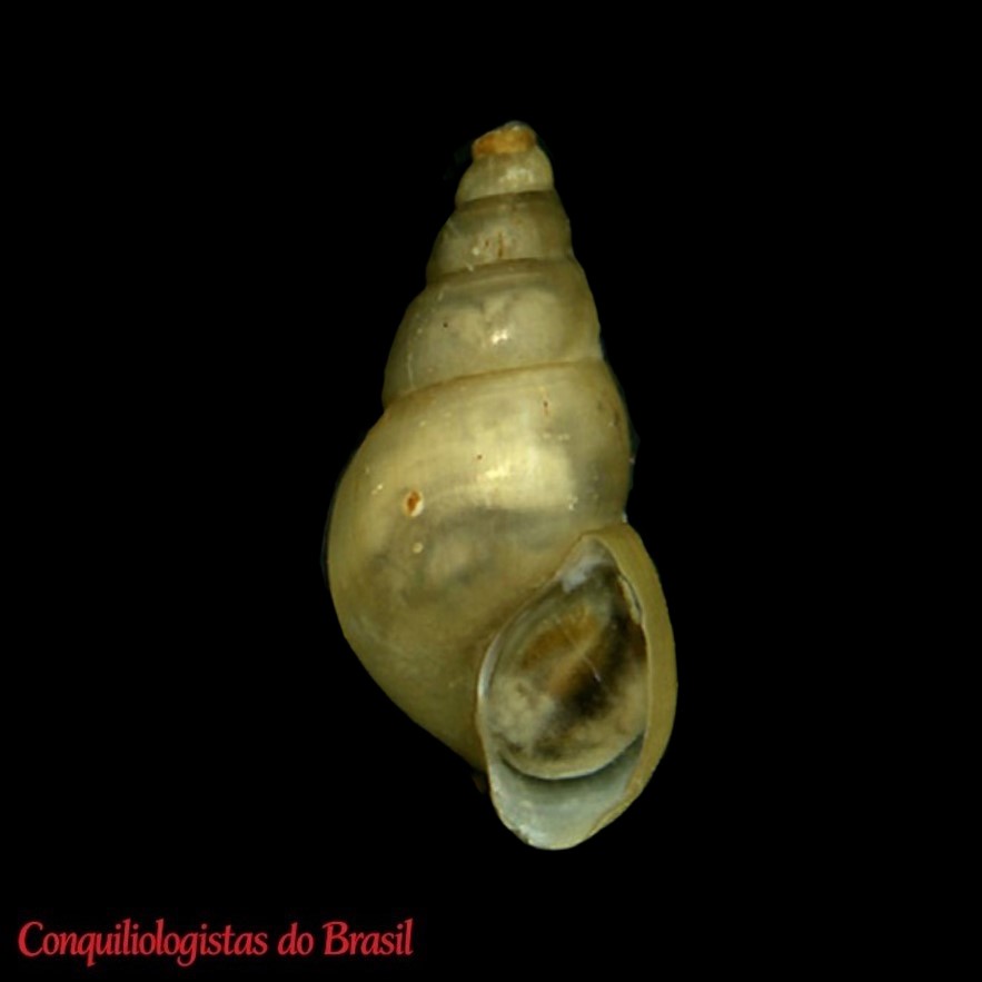 Heleobia carcotensis Collado, Valladares & Méndez, 2016
