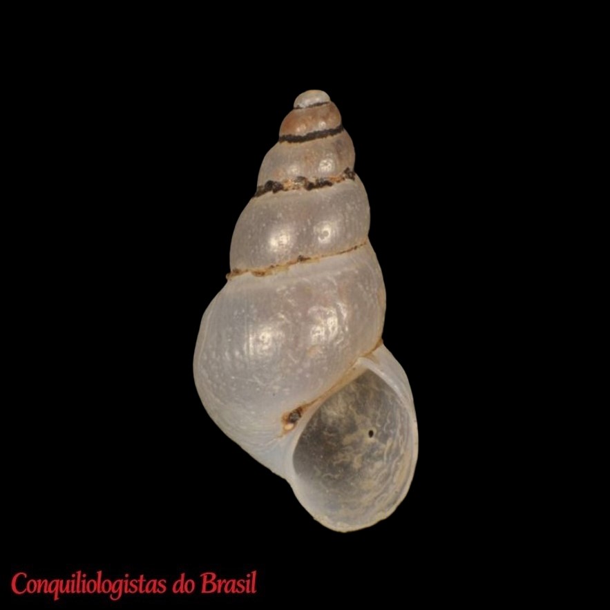 Heleobia cuzcoensis (Pilsbry, 1911)