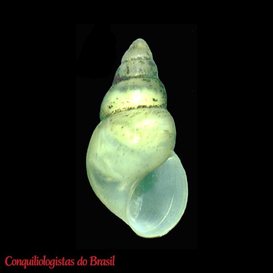 Heleobia deserticola Collado, 2015