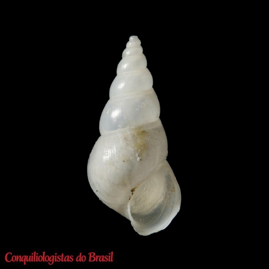 Heleobia parchappii (A. d'Orbigny, 1835)