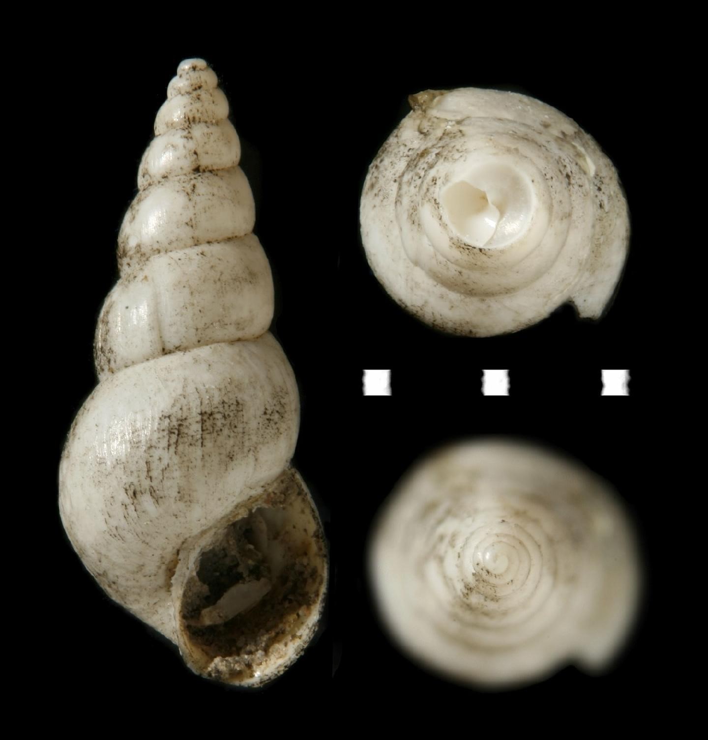 Heleobia parchappii (A. d'Orbigny, 1835) Heleobia parchappii (A. d'Orbigny, 1835)