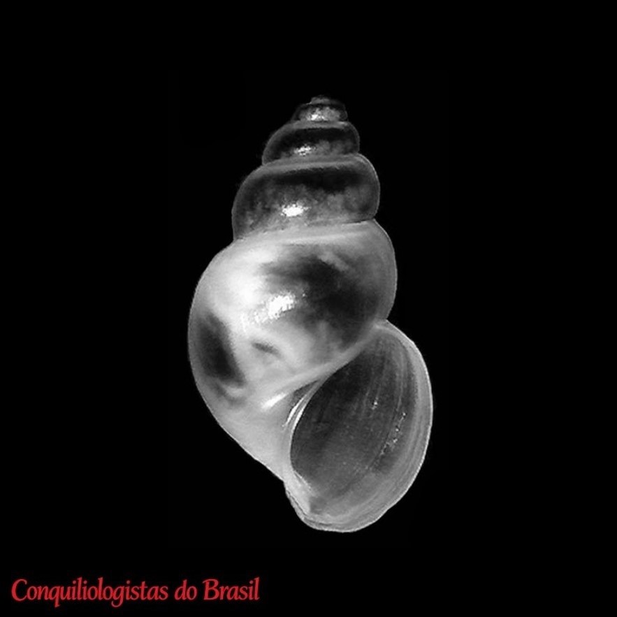 Heleobia peralensis Collado, Fuentealba, Cazzaniga & Valladares, 2020