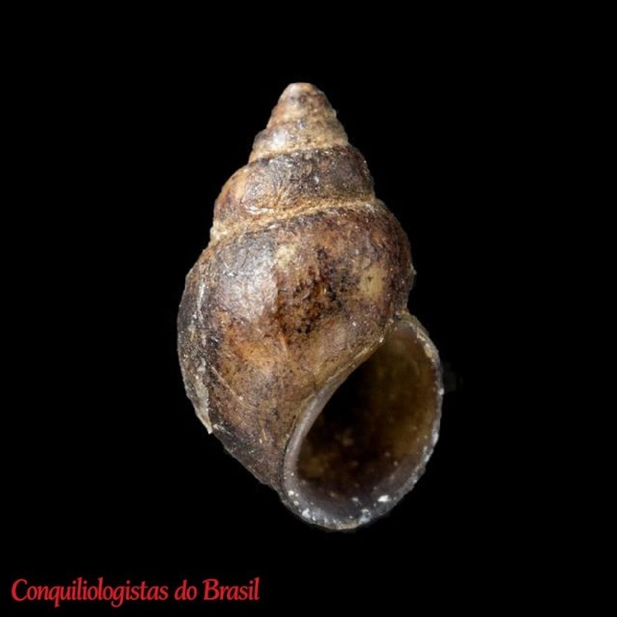 Heleobia piscium (A. d'Orbigny, 1835)