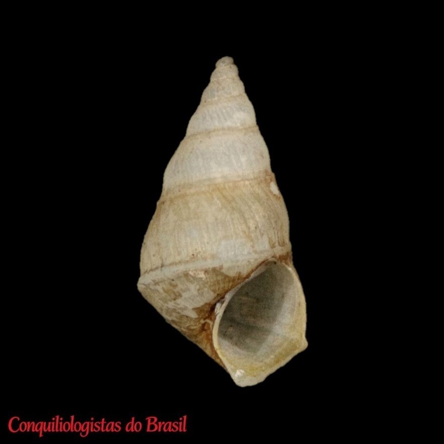 Heleobia stiphra (F. Haas, 1955)