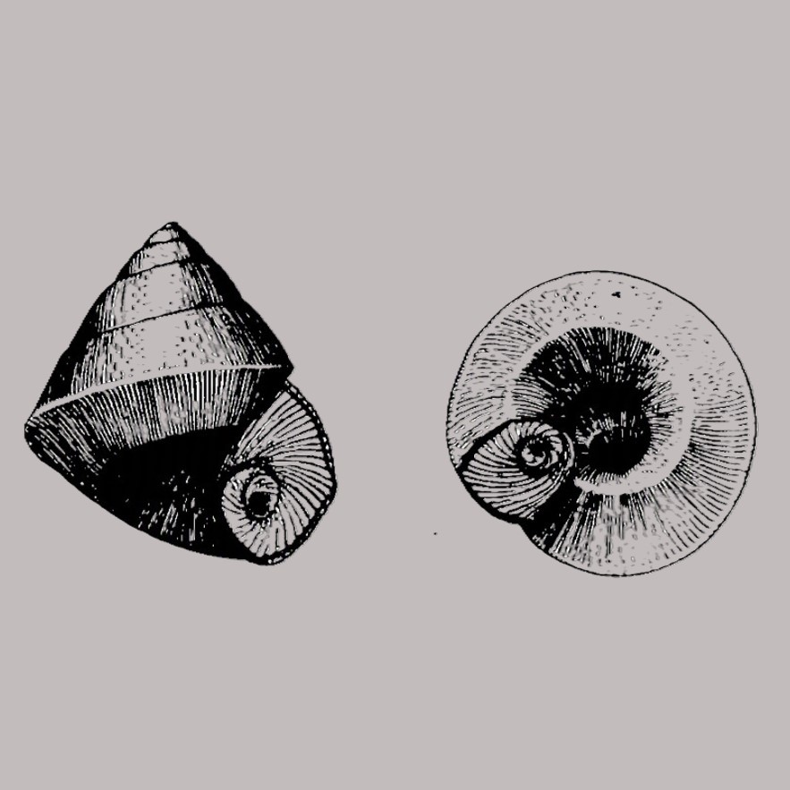 Limnothauma crawfordi F. Haas, 1955