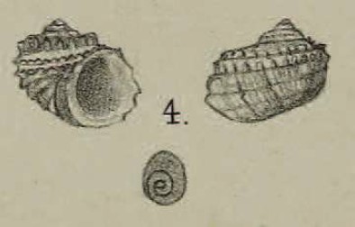 Lithococcus multicarinatus (K. Miller, 1879) Lithococcus multicarinatus (K. Miller, 1879)