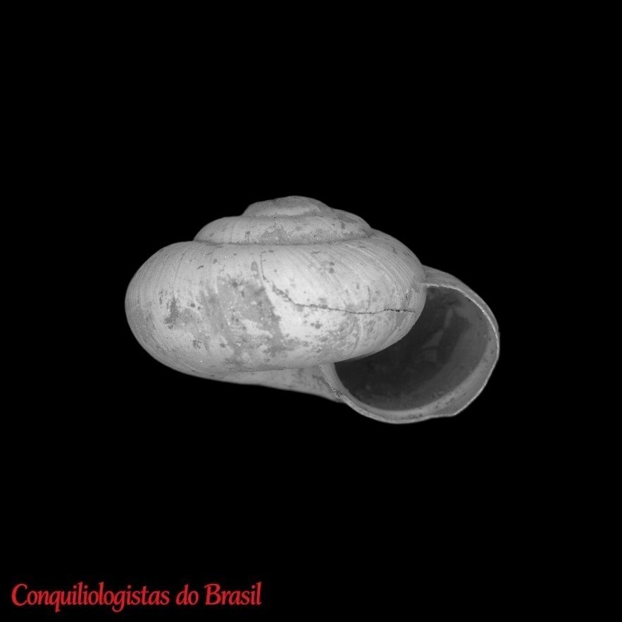 Mayadiscops opal (Pilsbry, 1920)